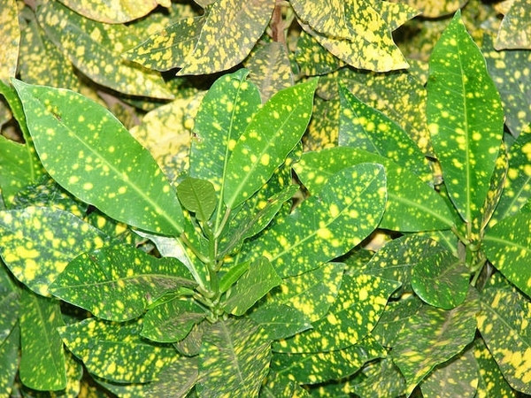 Codiaeum variegatum