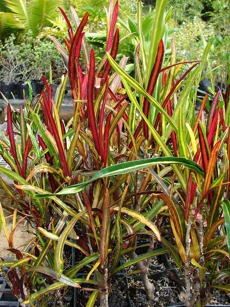 Codiaeum variegatum