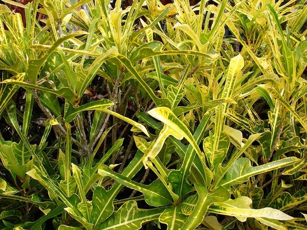 Codiaeum variegatum