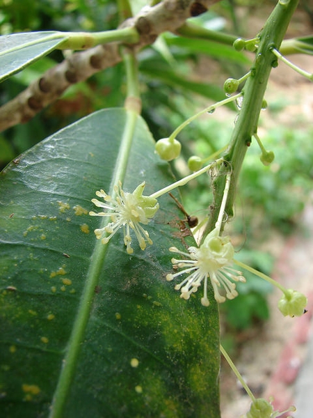 Codiaeum variegatum