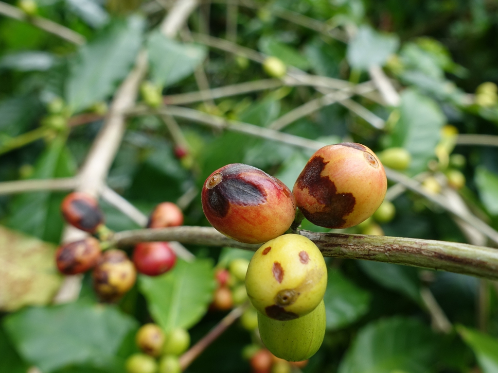 leaves and fruit