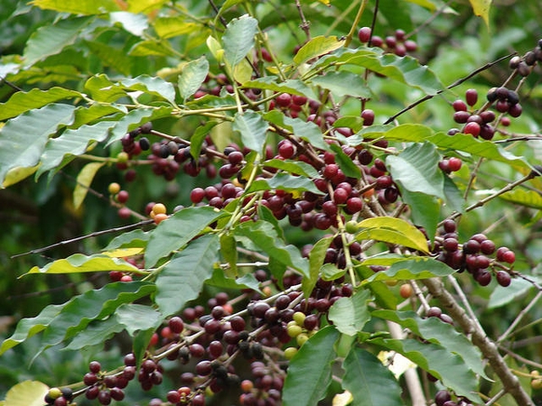Coffea arabica 