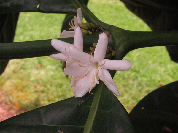 Coffea arabica flower