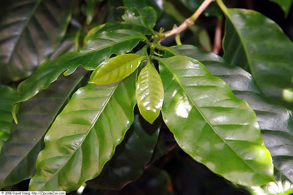 leaves