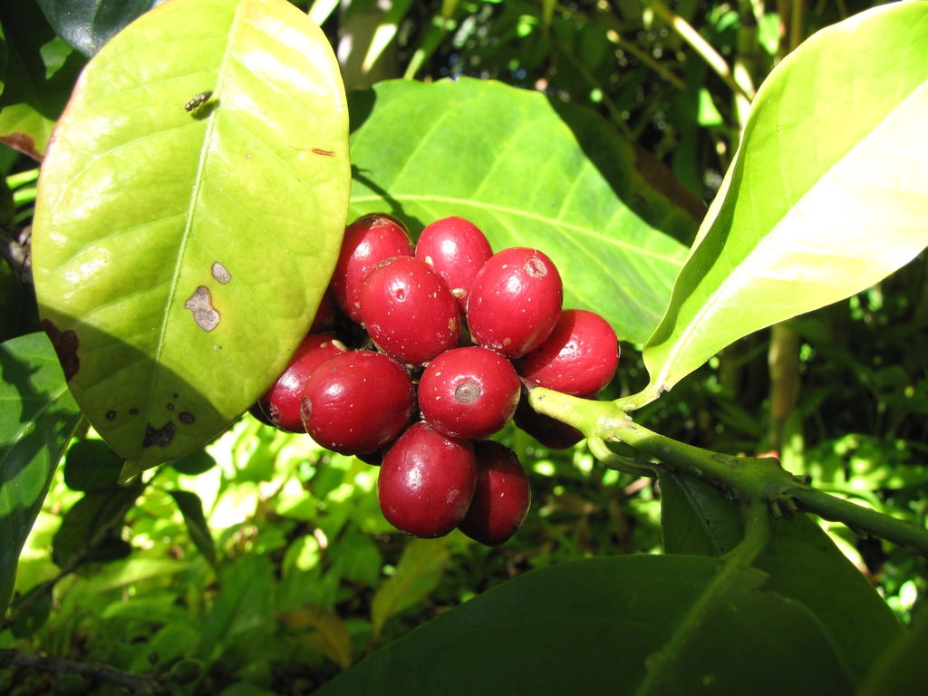 leaves and fruit