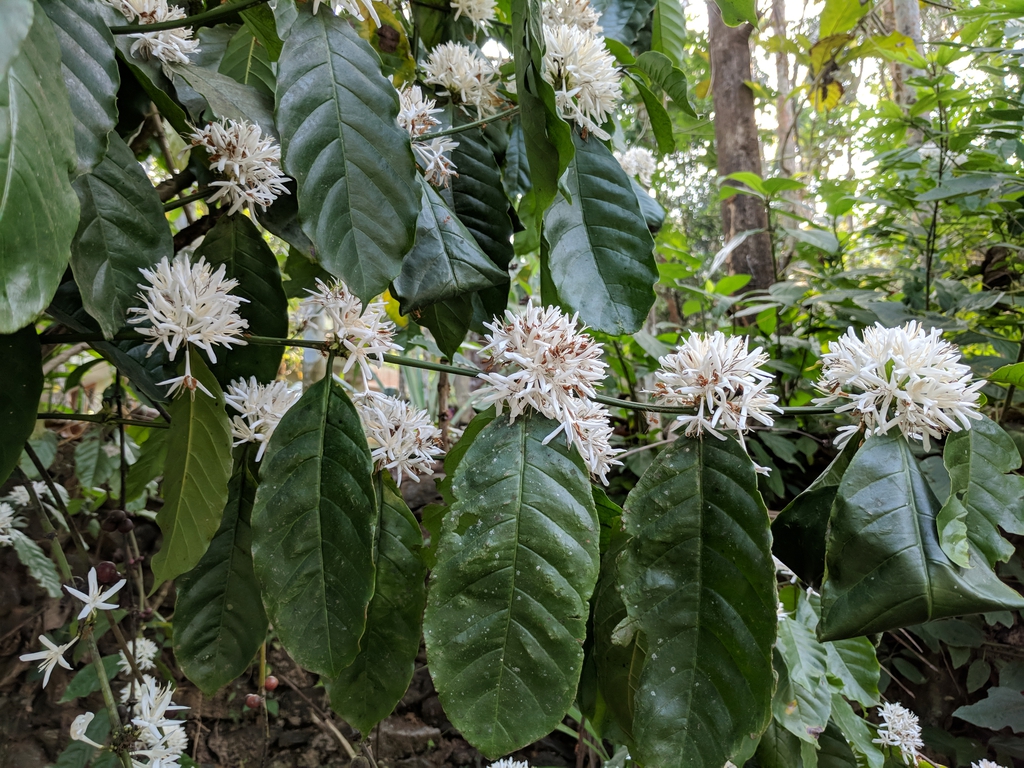 leaves and flowers