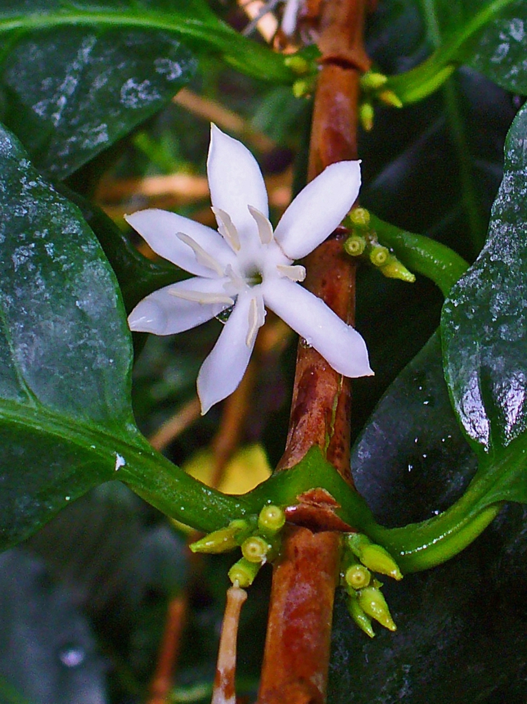 leaves and flower