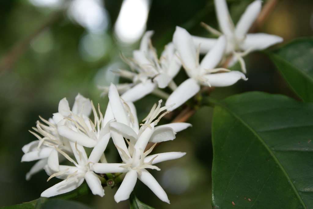 leaves and flowers