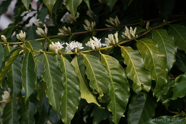 Coffea arabica flowering