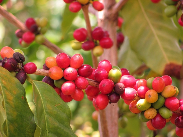 Coffea arabica fruit