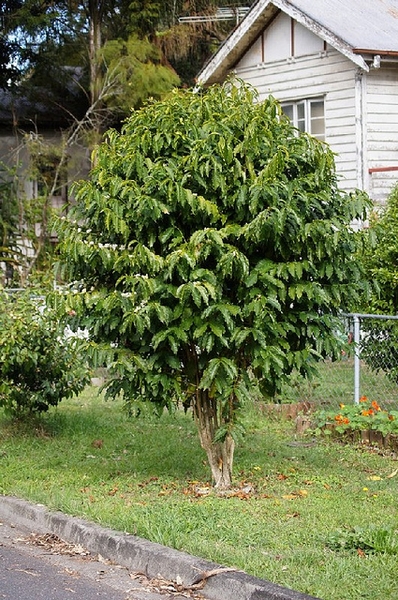 Coffea arabica