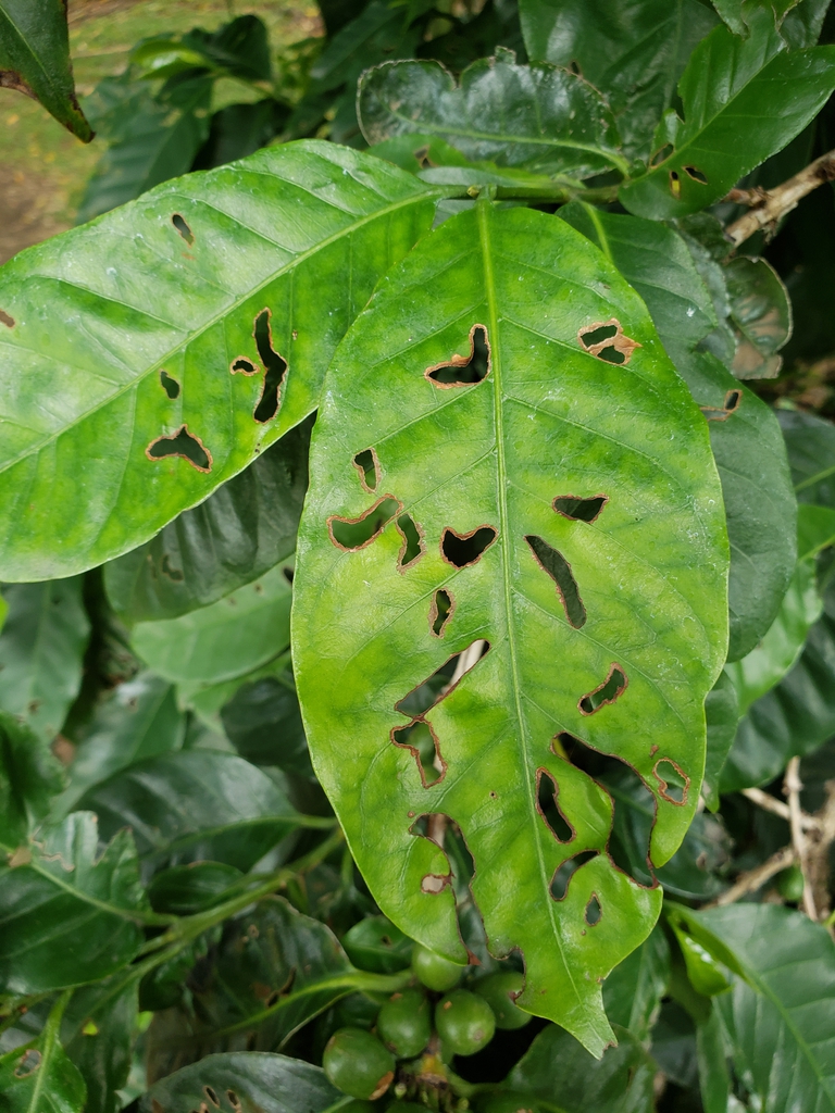 leaves