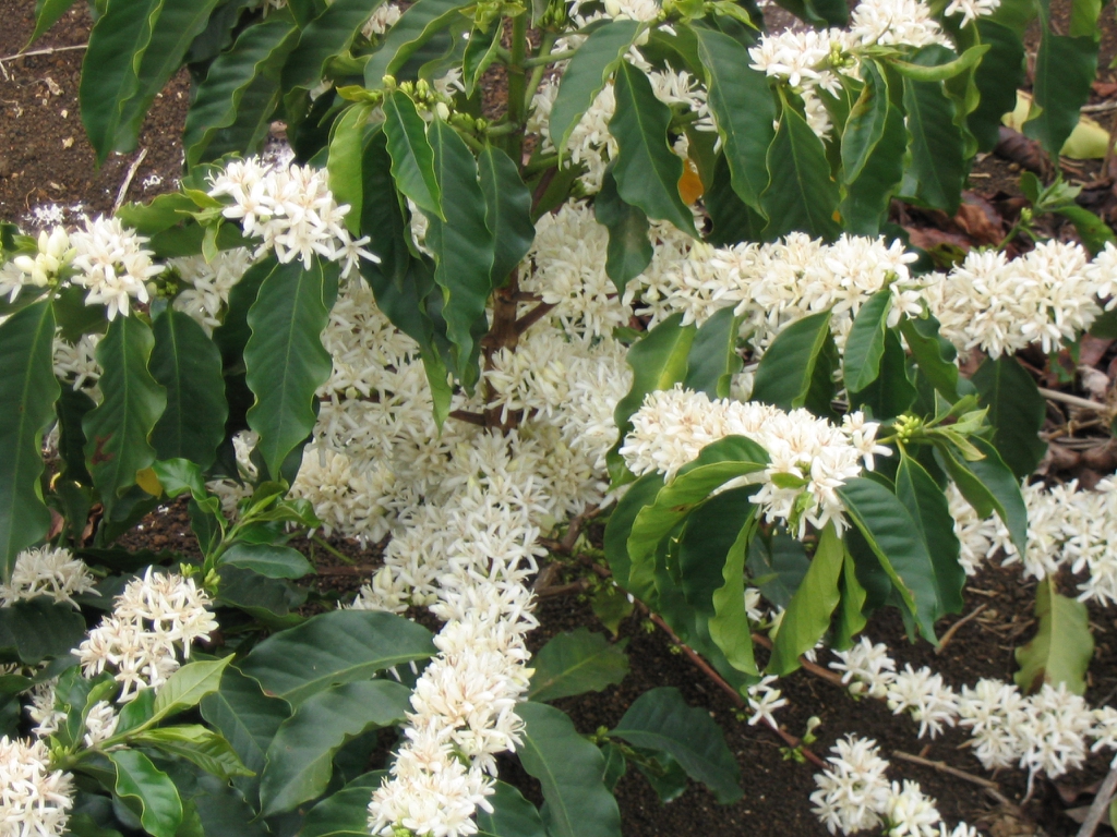 leaves and flowers