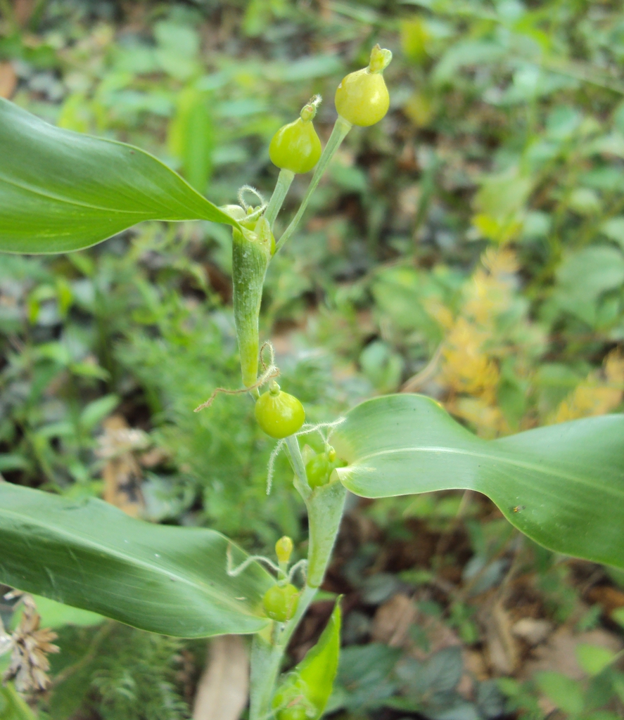 leaves and flowers