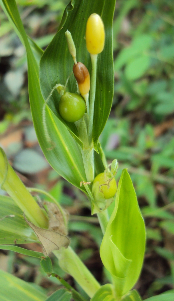 leaves