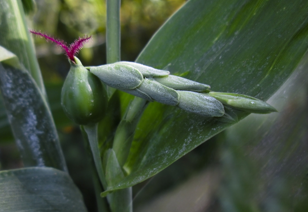 leaves