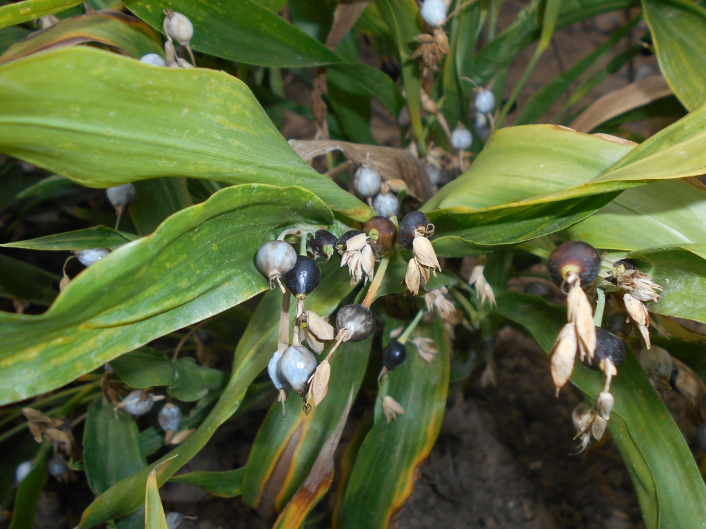 leaves