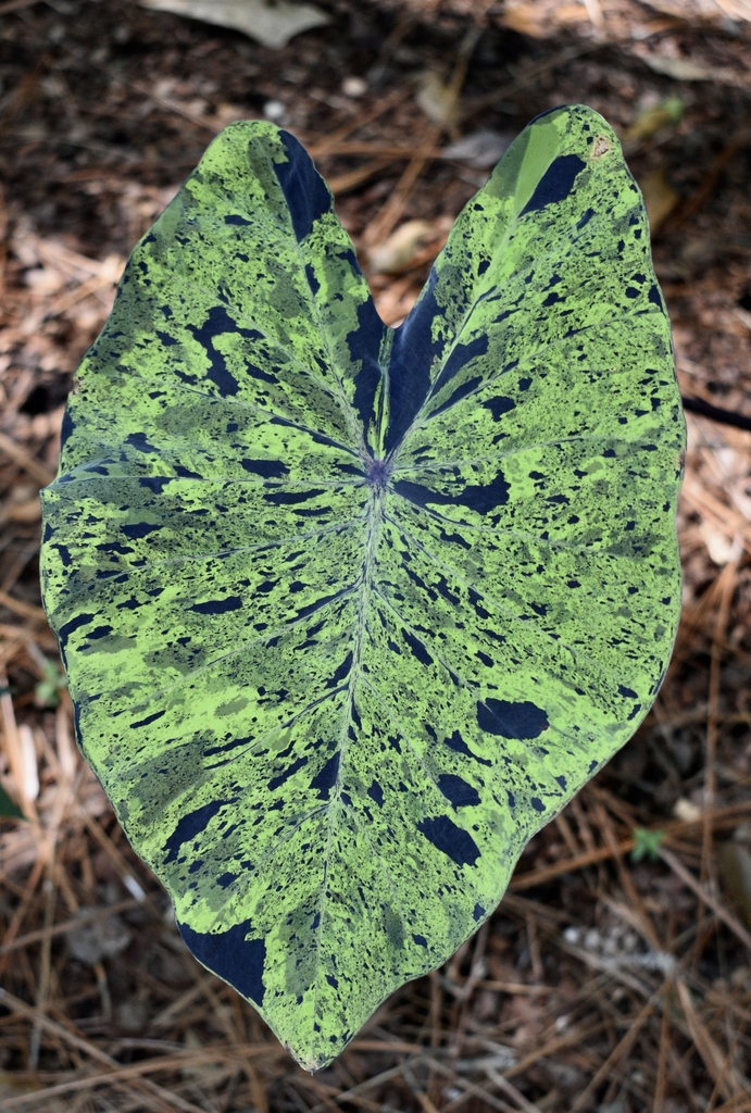 'Mojita' Leaf - September - Moore Co., NC