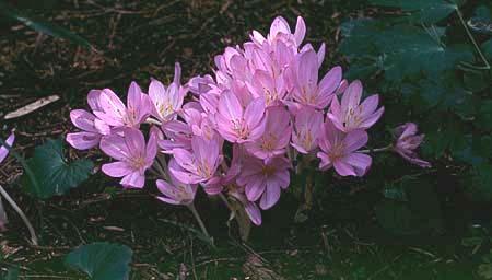 Colchicum spp.