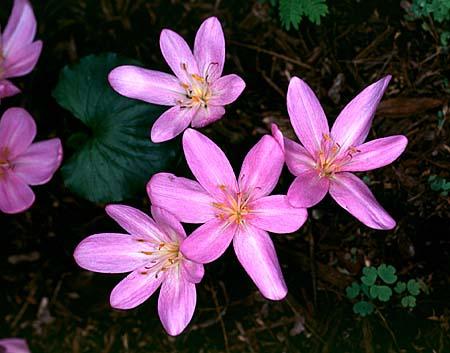 Colchicum spp.