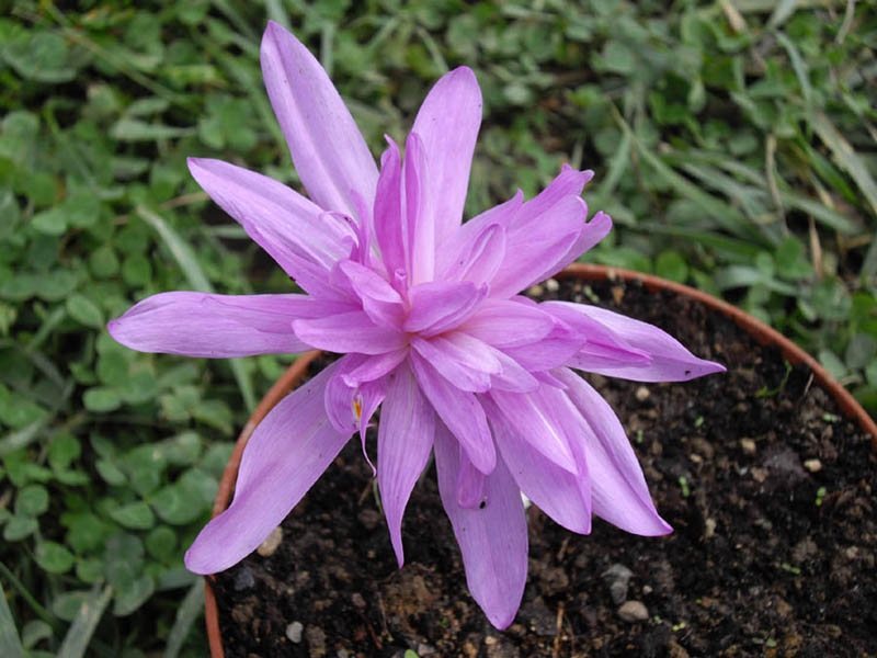 Colchicum 'Waterlily' leaves and flowers
