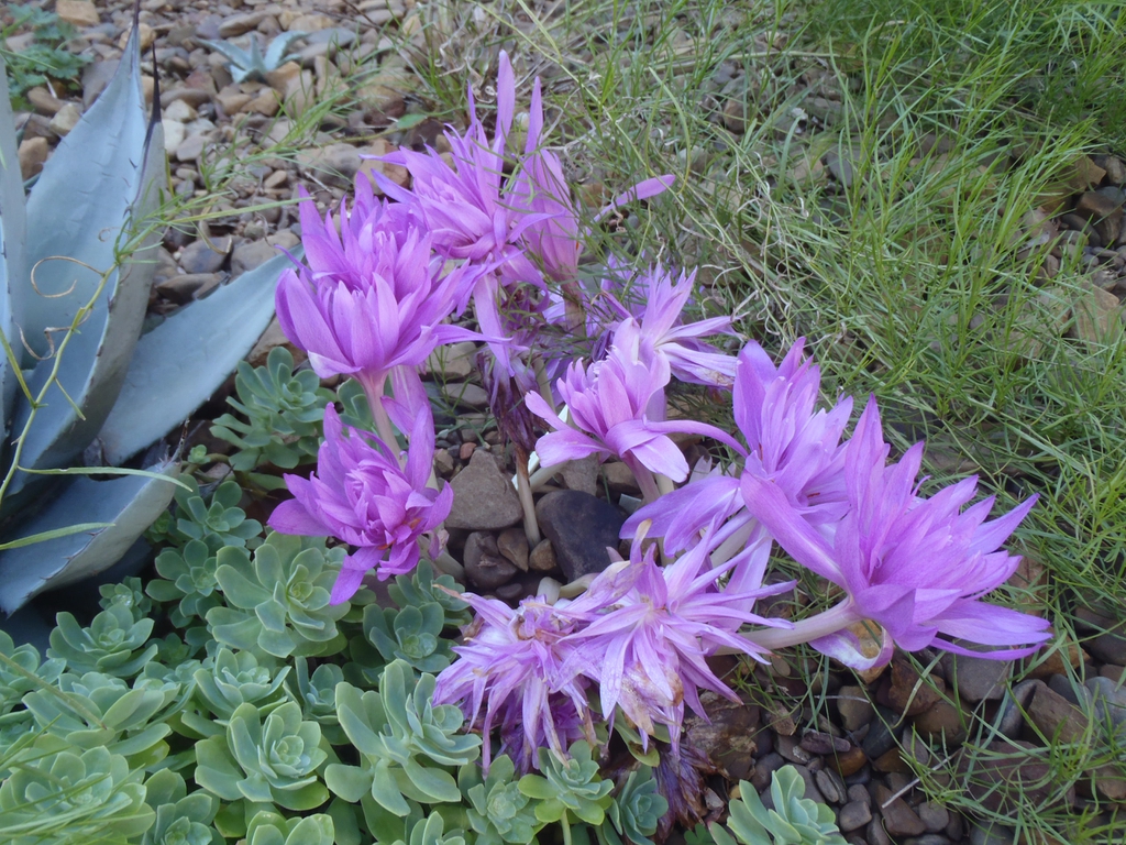 Colchicum autumnale