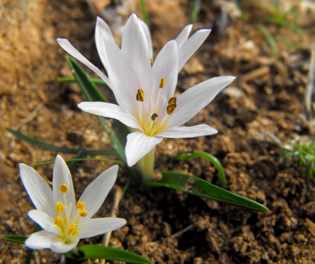 Colchicum cupani Leaves and Flowers