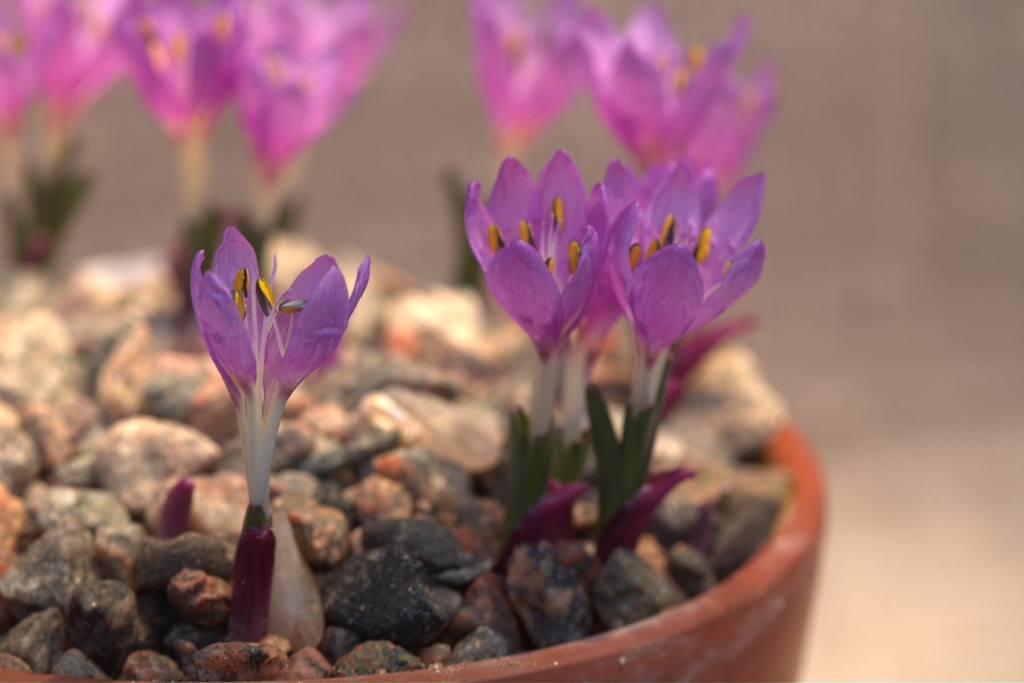 Colchicum figlalii Flowers and Leaves