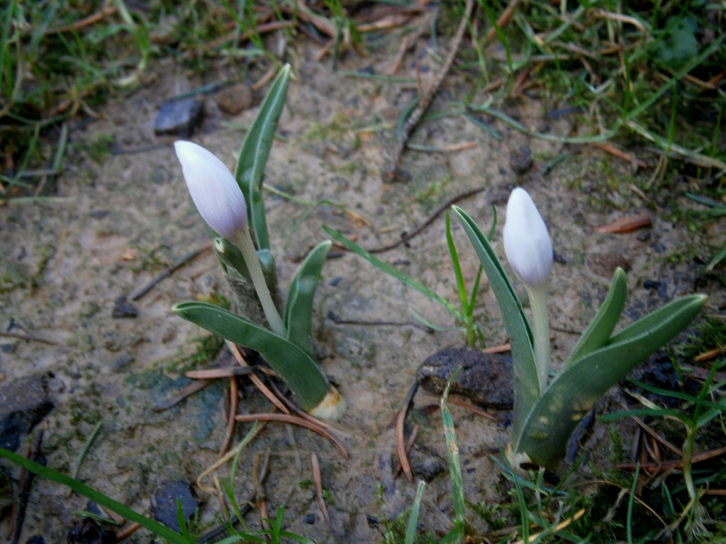 Colchicum hungaricum Flowers and leaves