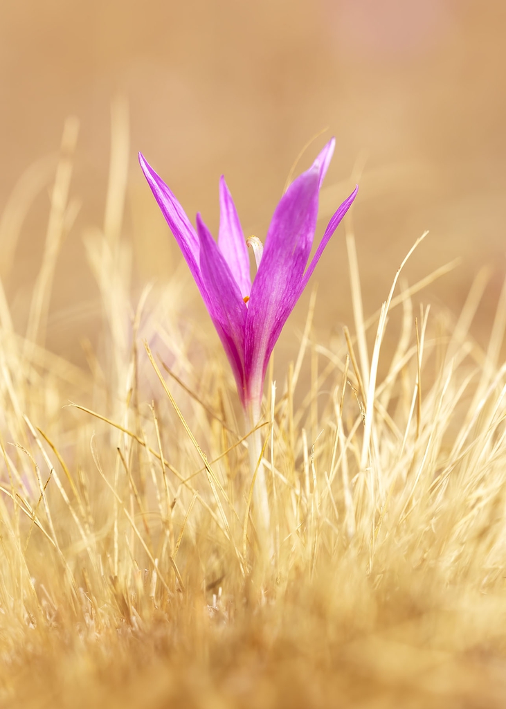 Colchicum neapolitanum Flower
