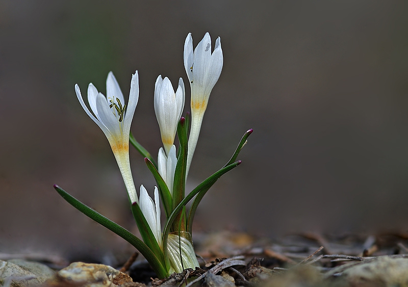 Colchicum serpentinumFlowers and Leaves