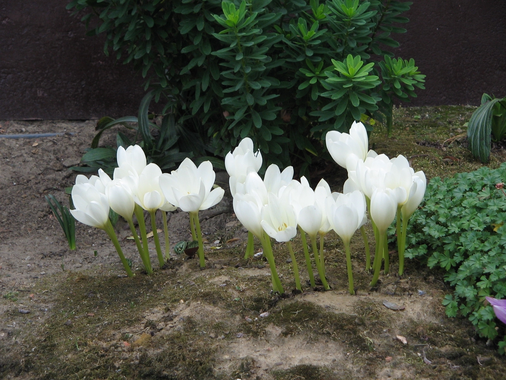 Colchicum_speciosum_album_clump by Meneerke bloem CC BY SA 30