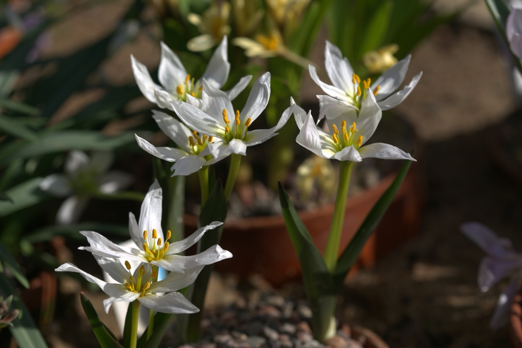 Colchicum szovitsii flowers and leaves