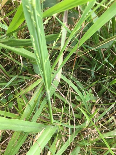 Form