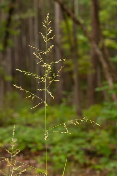 Panicle of flowers