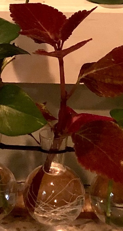 Cutting Propagation in Water - 2 weeks - Warren Co., NC