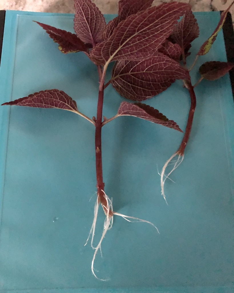 Roots of Cutting after 2 weeks in water - Warren Co., NC