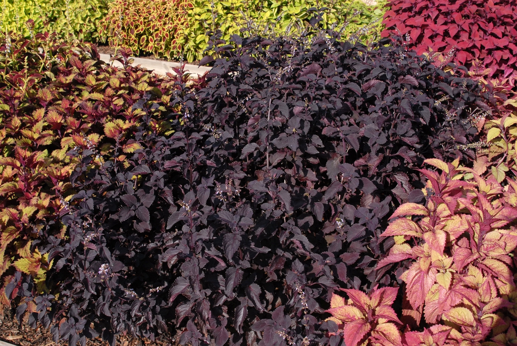 Coleus