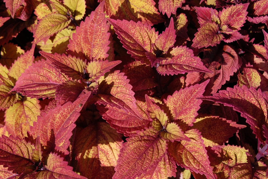 Coleus ColorBlaze Royal Glissade lf 072209 CryMS