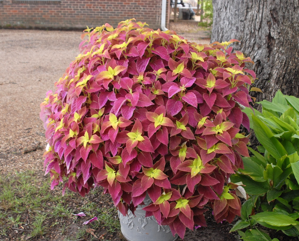 Coleus 'Redhead' Form