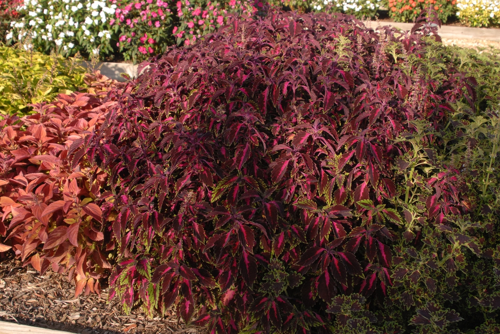 Coleus SUN Carnival fm 072110 CrySpngMS GroLink