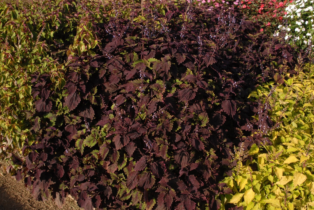 Coleus SUN Fancy Rose fm 072110 CrySpngMS GroLink