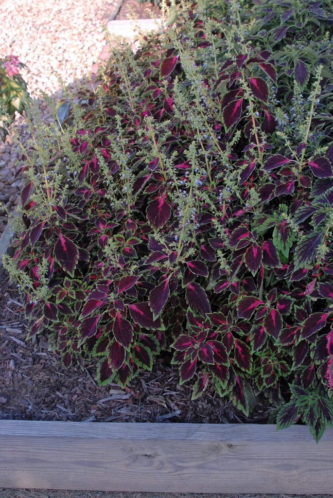 Coleus SUN Mosaik Rose Blast fm 072110 CrySpngMS SYNG