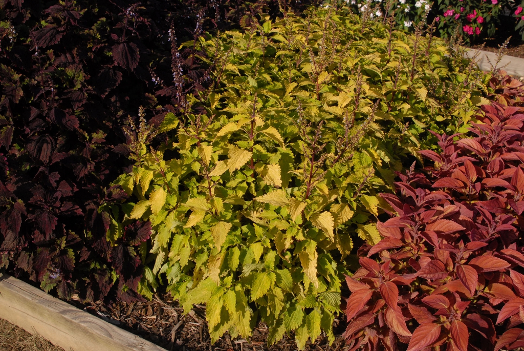 Coleus