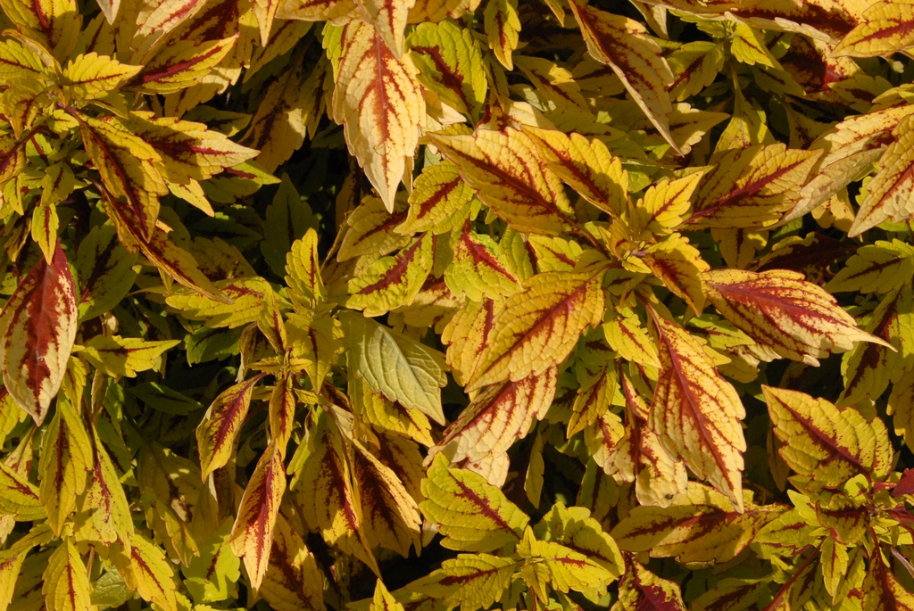 Coleus
