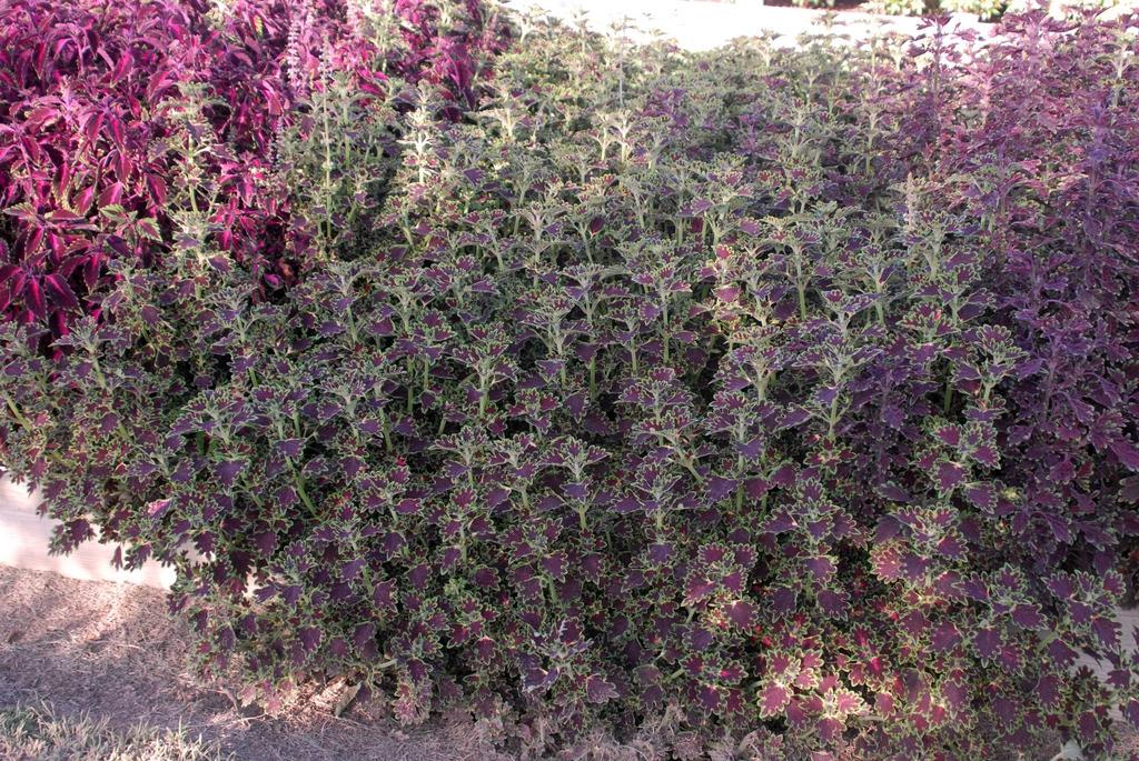 Coleus