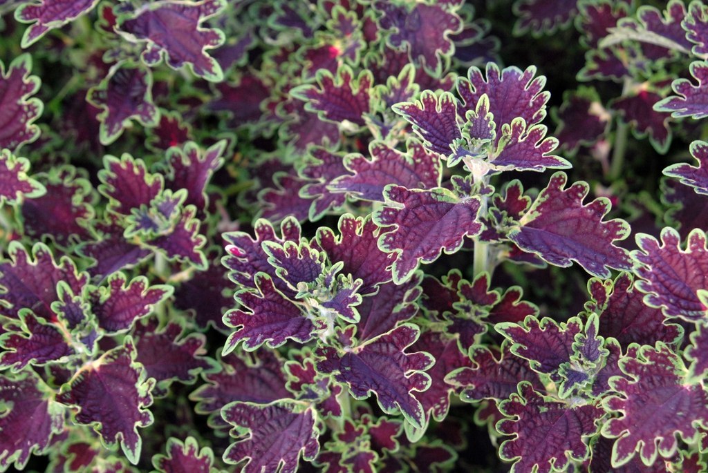 Coleus