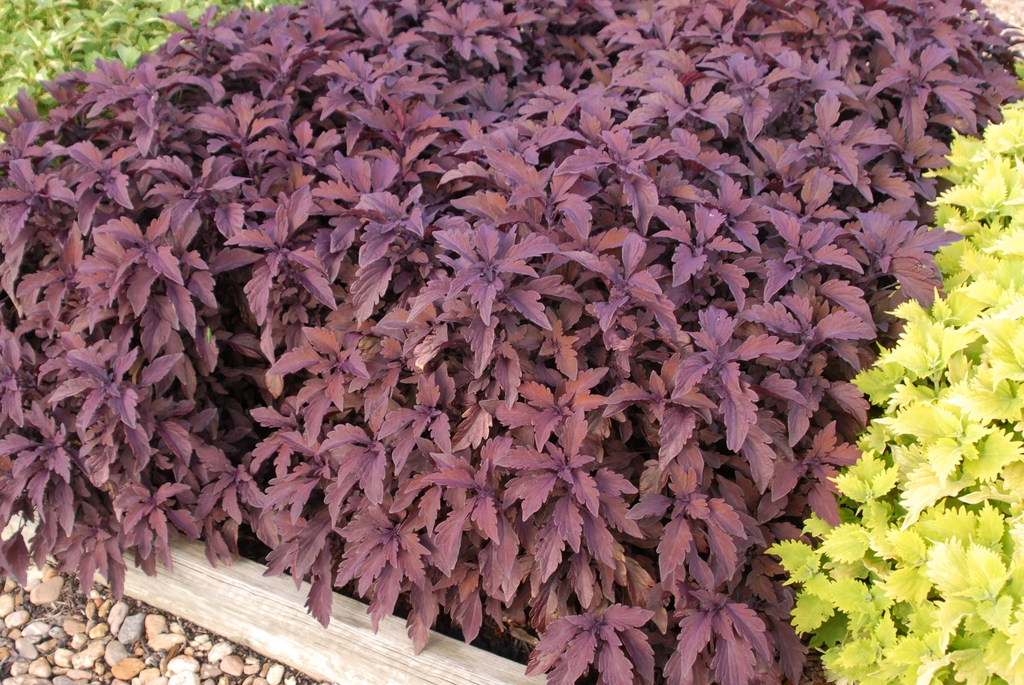 Coleus 'Sun Lancelot Velvet Mocha' Form