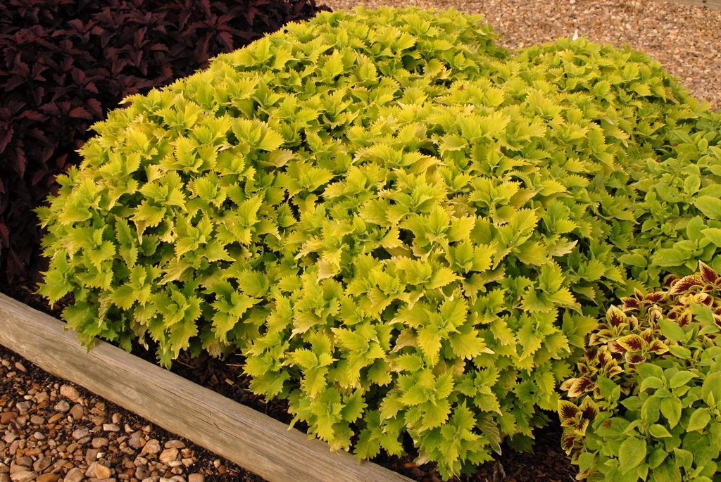 Coleus 'Sun Wasabi' Form