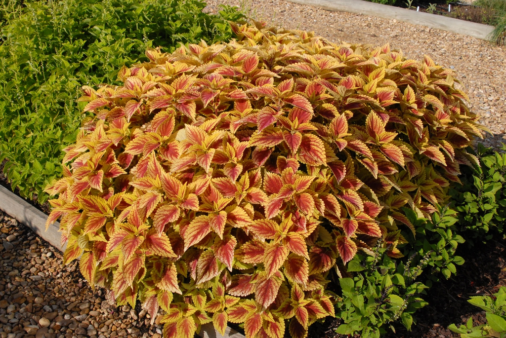 Coleus